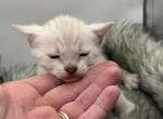 Woody - Bengal Kitten For Sale - ME&comma; US
