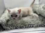 Bo Peep - Bengal Kitten For Sale - ME&comma; US