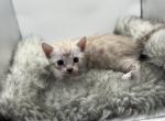Trixie - Bengal Kitten For Sale - ME&comma; US
