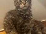 Xena litter - Maine Coon Kitten For Sale - Glouster&comma; OH&comma; US