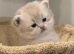 Bobo - British Shorthair Kitten For Sale - Fairfax&comma; VA&comma; US