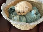 Cinnamon - Persian Kitten For Sale - Medway&comma; OH&comma; US