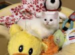 Yoshi of FirCountry Siberians - Siberian Kitten For Sale - Castle Rock&comma; WA&comma; US