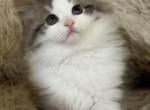 Sushi of FirCountry Siberians - Siberian Kitten For Sale - Castle Rock&comma; WA&comma; US