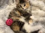 Butterscotch of FirCountry Siberians - Siberian Kitten For Sale - Castle Rock&comma; WA&comma; US