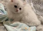 Dumpling of FirCountry Siberians - Siberian Kitten For Sale - Castle Rock&comma; WA&comma; US