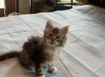 LapCats Kittens - Maine Coon Kitten For Sale - Auburn&comma; KS&comma; US