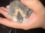 Simba - Domestic Kitten For Sale - South Gate&comma; CA&comma; US