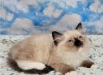 Prudence Female 1 - Ragamuffin Kitten For Sale - 