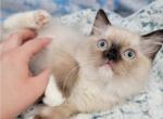Prudence Female 2 - Ragdoll Kitten For Sale - Poplar Grove&comma; IL&comma; US