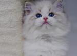 Camellia - Ragdoll Kitten For Sale - Monrovia&comma; CA&comma; US