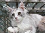 Lois Lane - Maine Coon Kitten For Sale - 