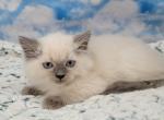 Prudence male 1 - Ragamuffin Kitten For Sale - 