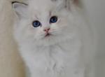 Camellia - Ragdoll Kitten For Sale - 