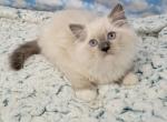 Prudence male 2 - Ragdoll Kitten For Sale - 