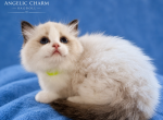 Sapphire - Ragdoll Kitten For Sale - 