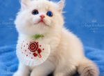 Pearl - Ragdoll Kitten For Sale - 