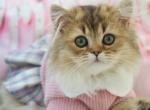 Danna - Munchkin Kitten For Sale - Pembroke Pines&comma; FL&comma; US