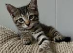 Star - American Shorthair Cat For Sale - Adams&comma; TN&comma; US