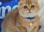 Fred - Munchkin Kitten For Sale - 