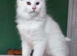 Lina - Maine Coon Cat For Sale - 