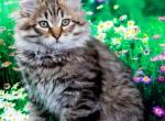 Dementiy - Siberian Kitten For Sale - Pembroke Pines&comma; FL&comma; US