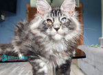 Picasso Blue Gold - Maine Coon Kitten For Sale - Miami&comma; FL&comma; US