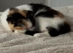 Marsha - Scottish Fold Kitten For Sale - AND&comma; SC&comma; US