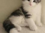 Xander - Siberian Kitten For Sale - New York&comma; NY&comma; US