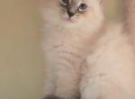 Wheskey - Siberian Kitten For Sale - New York&comma; NY&comma; US