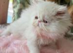 Beautiful solid white female - Persian Kitten For Sale/Service - Palm Coast&comma; FL&comma; US