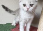 Stormy - Scottish Fold Kitten For Sale - Centennial&comma; CO&comma; US
