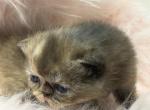 Exotic tortieshell - Exotic Kitten For Sale - Palm Coast&comma; FL&comma; US