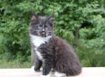 Pluto Maine Coon - Maine Coon Kitten For Sale - Englewood&comma; FL&comma; US