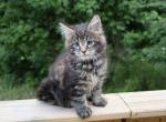 Atlas Maine Coon - Maine Coon Kitten For Sale - Englewood&comma; FL&comma; US