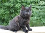 Ansky Space Litter - Maine Coon Kitten For Sale - Englewood&comma; FL&comma; US