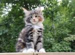 Stella Maine Coon - Maine Coon Kitten For Sale - Englewood&comma; FL&comma; US