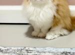 Key - Persian Kitten For Sale - 