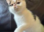 Frannie - Exotic Kitten For Sale - MO&comma; US