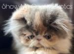 Eleanor - Exotic Kitten For Sale - MO&comma; US