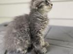 Skye's girls - Maine Coon Kitten For Sale - Charlotte&comma; NC&comma; US