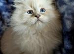 HAMMY - Siberian Kitten For Sale - 