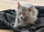 Bluey    sweet and loving - Domestic Kitten For Adoption - 