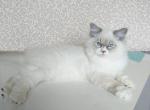 Timmy Stud age 5 - Siberian Cat For Sale/Service - 