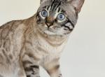 Ice Pearl Bazilik - Bengal Cat For Sale/Service - Irvine&comma; CA&comma; US