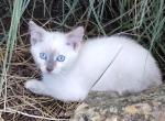 Alice - Domestic Kitten For Adoption - Lyons&comma; IN&comma; US