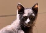 Toulouse explores everything - Domestic Kitten For Adoption - 