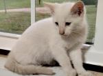 Oscar - Domestic Kitten For Adoption - Lyons&comma; IN&comma; US