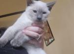 Lilac point male - Siamese Kitten For Sale - Deer Park&comma; IL&comma; US
