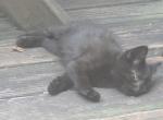 Black Kittens - Domestic Kitten For Sale - Reading&comma; PA&comma; US